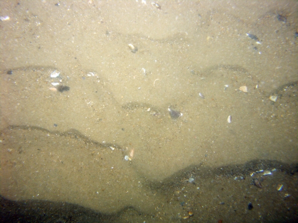 Image of seabed - photo.