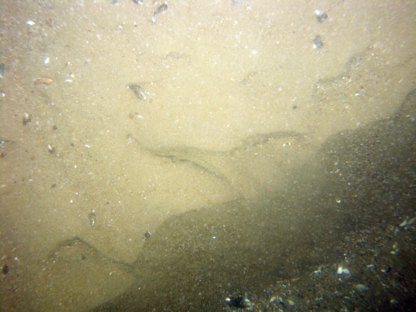 Image of seabed - photo.