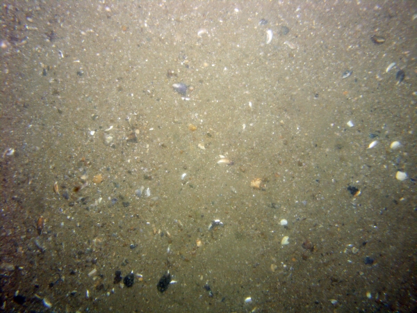 Image of seabed - photo.