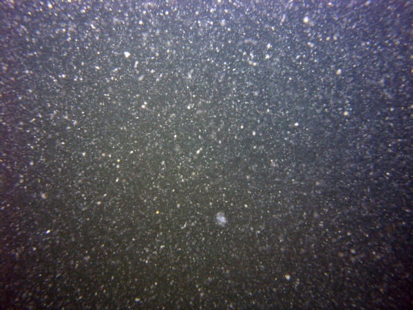 Image of seabed - photo.