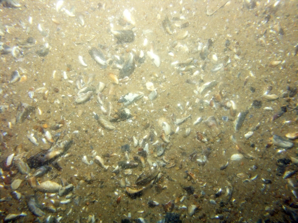 Image of seabed - photo.