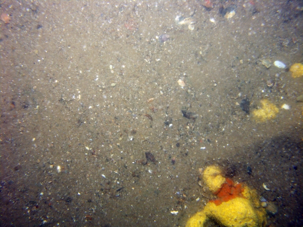 Image of seabed - photo.