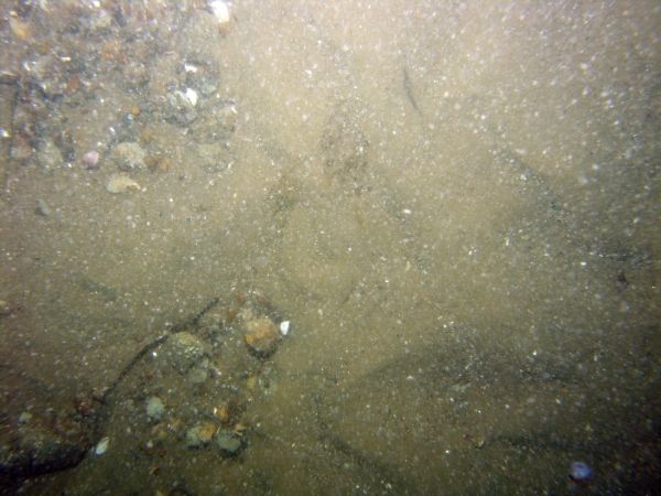 Image of seabed - photo.