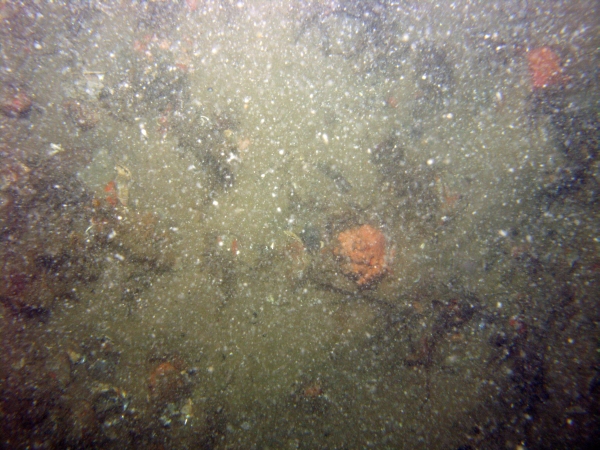 Image of seabed - photo.