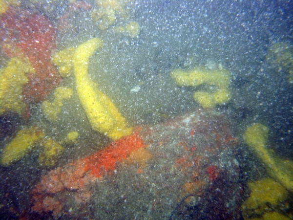 Image of seabed - photo.