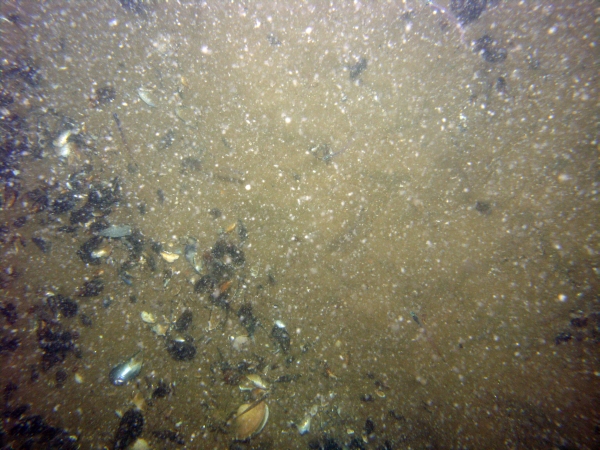 Image of seabed - photo.