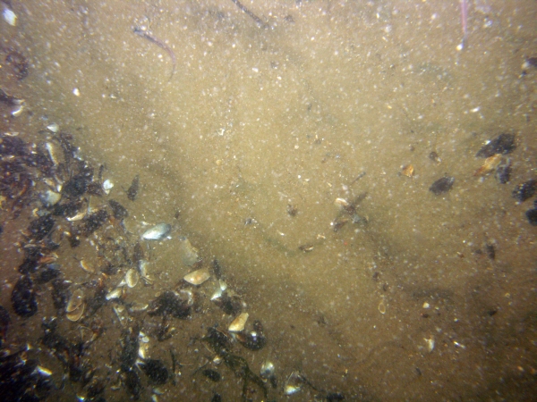 Image of seabed - photo.