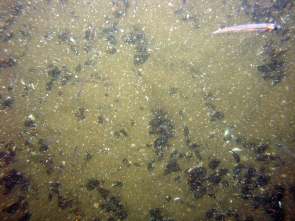 Image of seabed - photo.