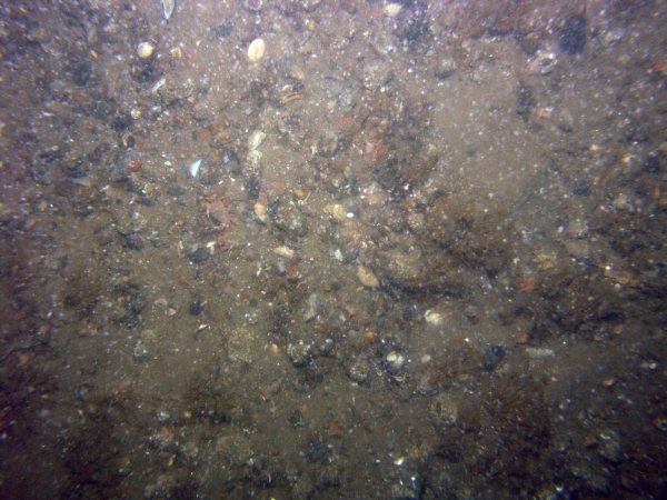 Image of seabed - photo.