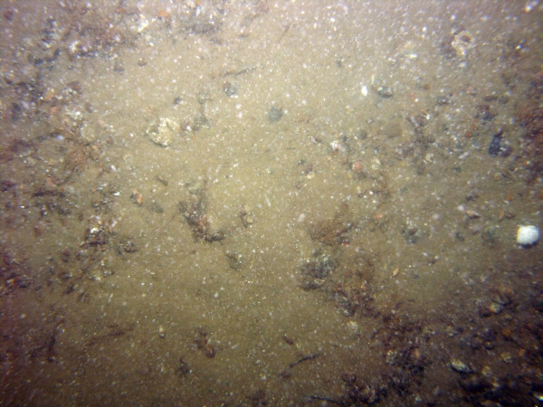 Image of seabed - photo.