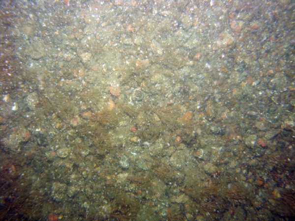 Image of seabed - photo.