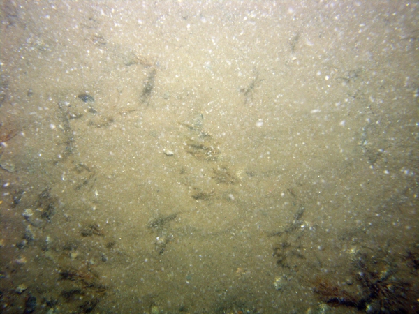 Image of seabed - photo.