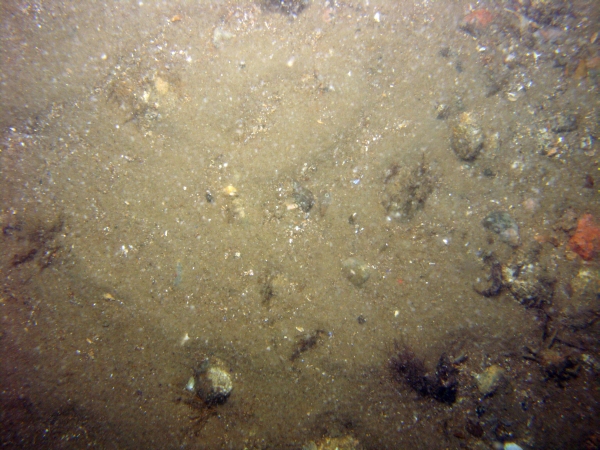 Image of seabed - photo.