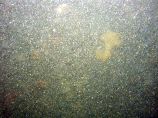 Image of seabed - photo.