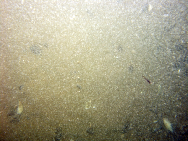 Image of seabed - photo.