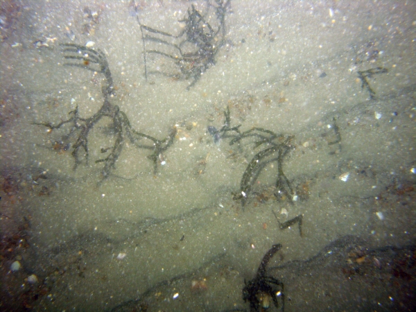 Image of seabed - photo.