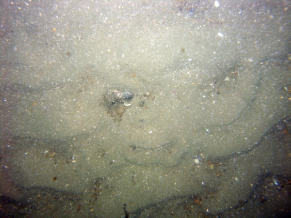 Image of seabed - photo.