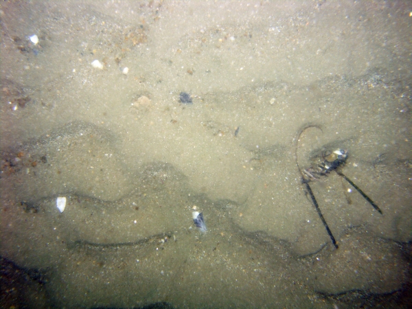 Image of seabed - photo.