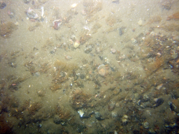 Image of seabed - photo.