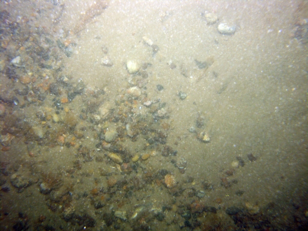 Image of seabed - photo.