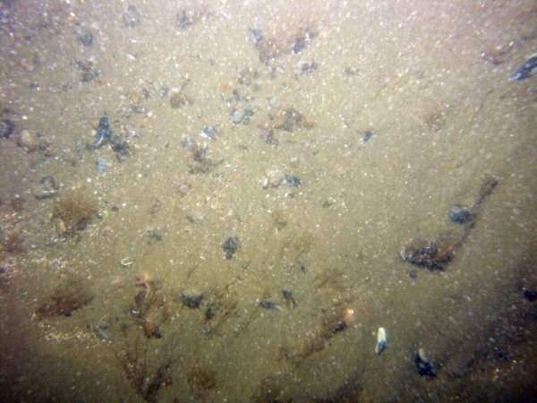 Image of seabed - photo.