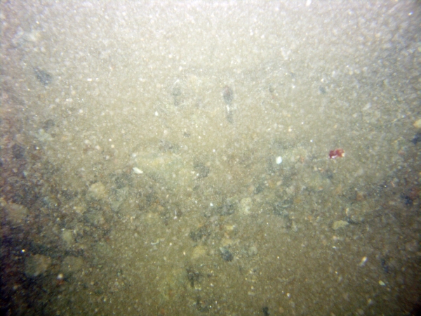 Image of seabed - photo.