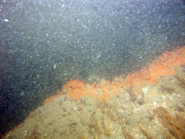 Image of seabed - photo.