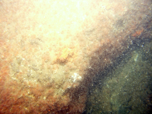 Image of seabed - photo.