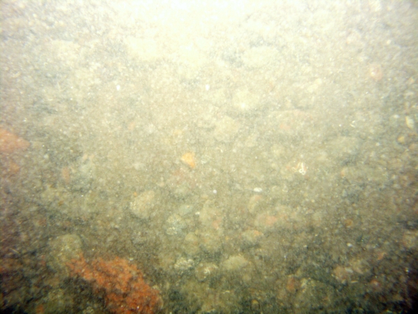 Image of seabed - photo.