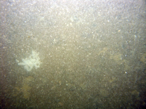 Image of seabed - photo.