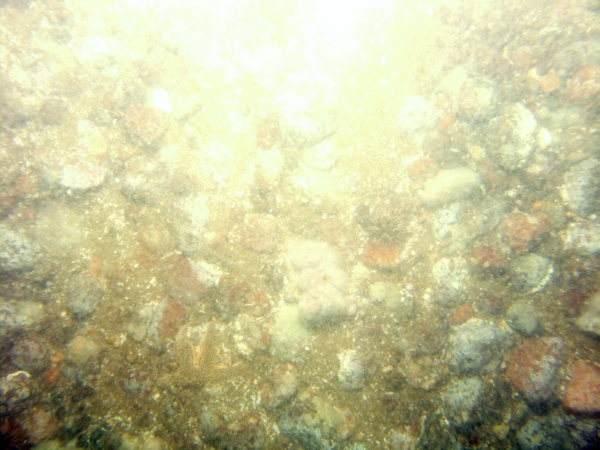 Image of seabed - photo.