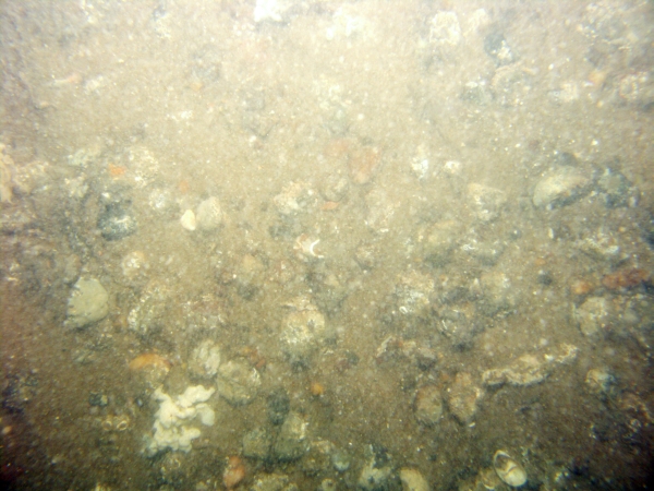 Image of seabed - photo.