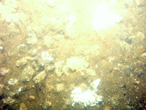 Image of seabed - photo.