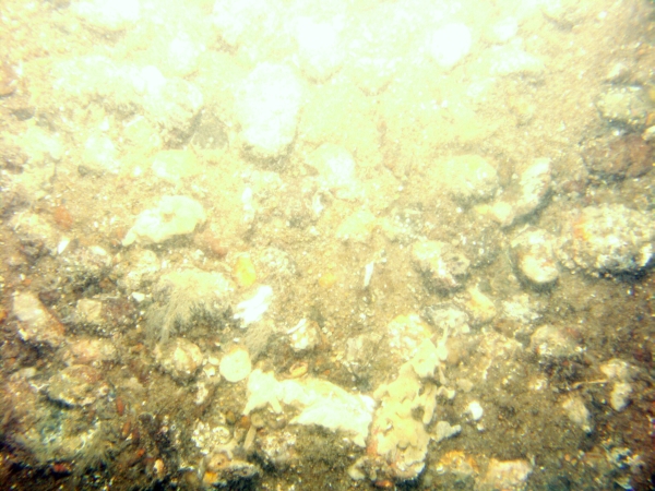 Image of seabed - photo.