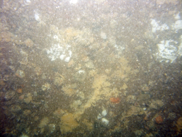 Image of seabed - photo.