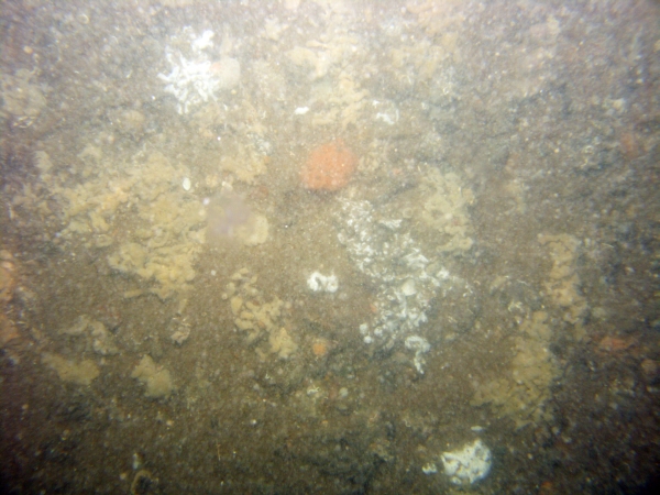 Image of seabed - photo.