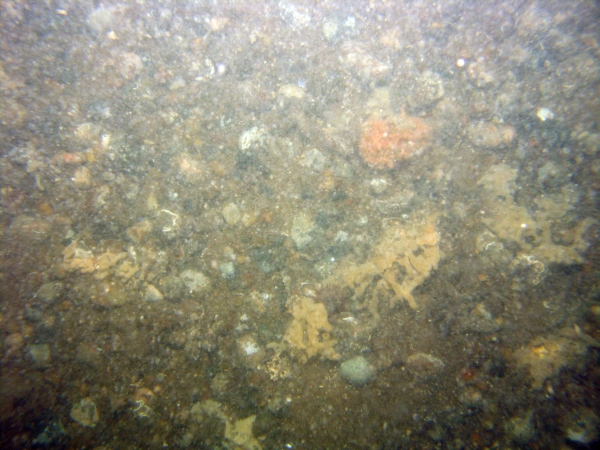 Image of seabed - photo.