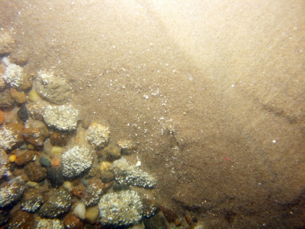 Image of seabed - photo.