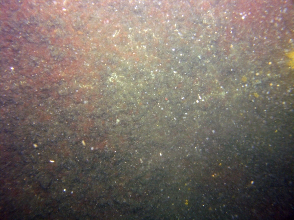 Image of seabed - photo.