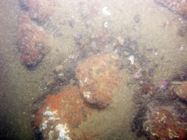 Image of seabed - photo.