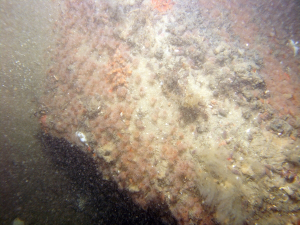 Image of seabed - photo.