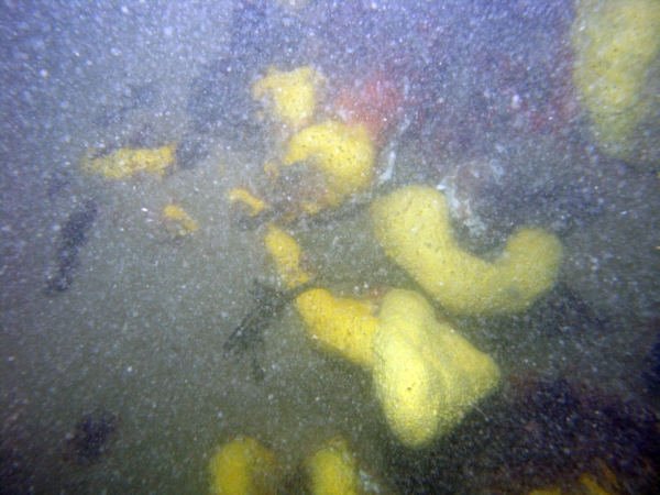 Image of seabed - photo.