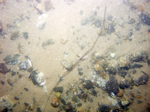 Image of seabed - photo.