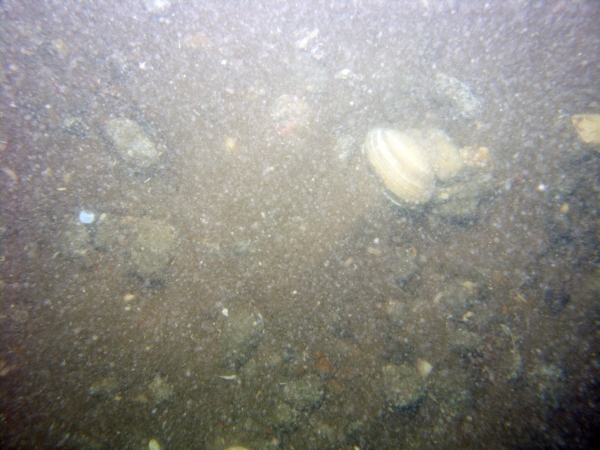 Image of seabed - photo.