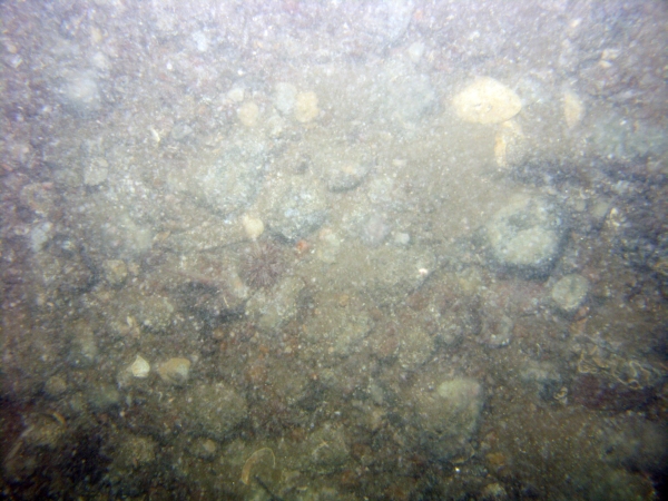 Image of seabed - photo.