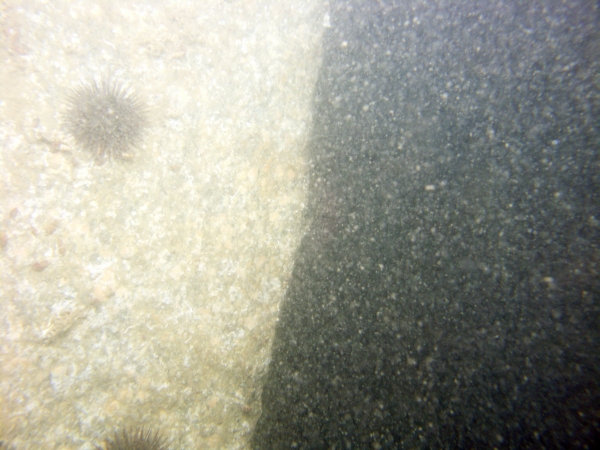 Image of seabed - photo.