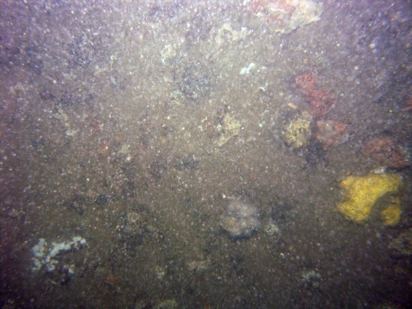 Image of seabed - photo.