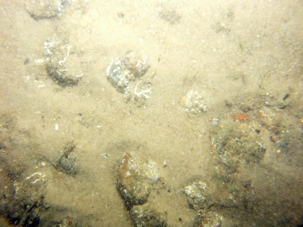 Image of seabed - photo.