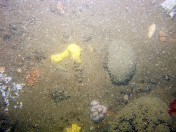 Image of seabed - photo.