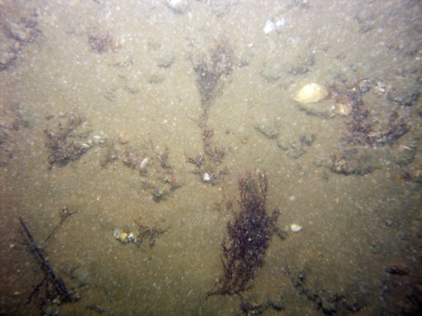 Image of seabed - photo.